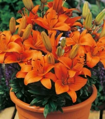 Lilie Abbersville Pride - Lilium - cibule lilie - 1 ks