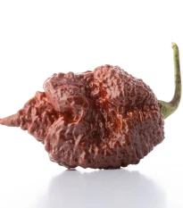 Chilli Carolina Reaper Chocolate - Capsicum chinense - semena chilli - 5 ks