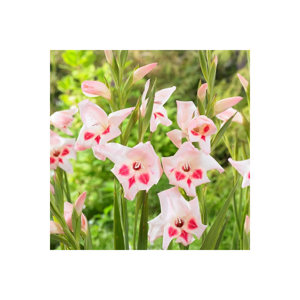Gladiol nanus Elvira - Gladiolus - hlízy mečíku - 3 ks