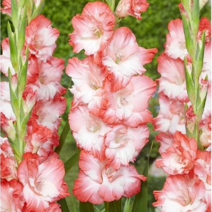 Gladiol Pink Lady - Gladiolus - hlízy mečíku - 3 ks