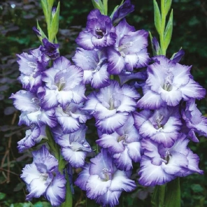 Gladiol Triton - Gladiolus - hlízy mečíku - 3 ks