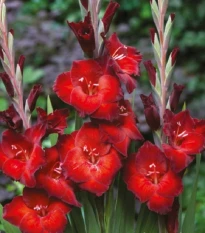 Gladiol Azuro - Gladiolus - hlízy mečíku - 3 ks