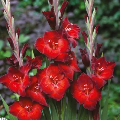 Gladiol Azuro - Gladiolus - hlízy mečíku - 3 ks