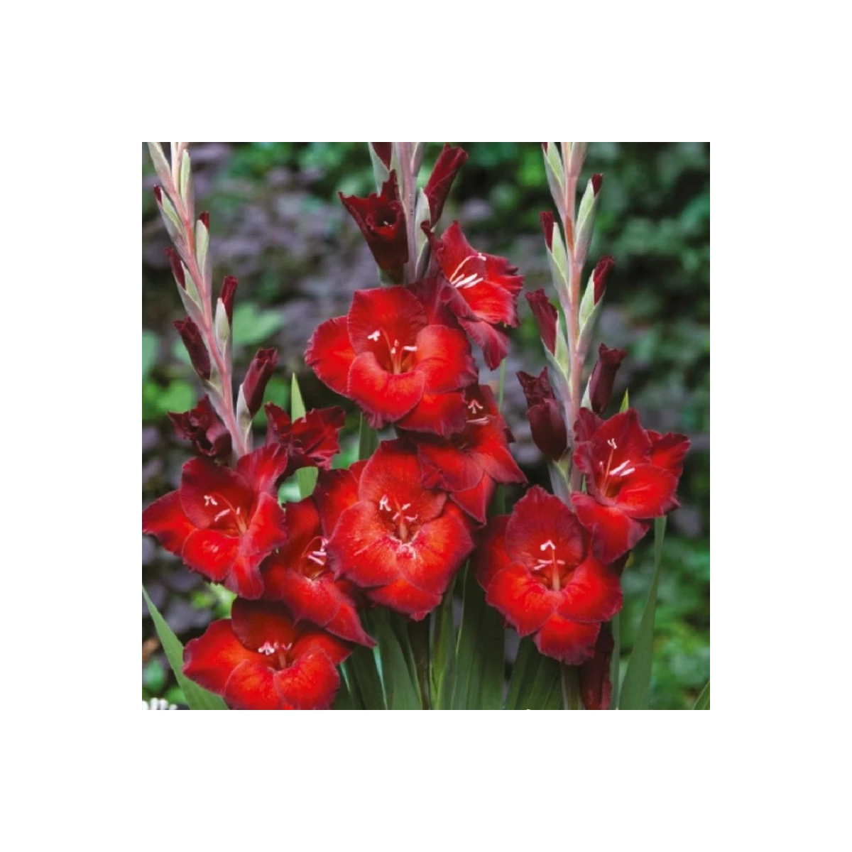 Gladiol Azuro - Gladiolus - hlízy mečíku - 3 ks