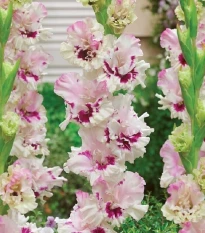 Gladiol Dreamy Creamy - Gladiolus - hlízy mečíku - 3 ks