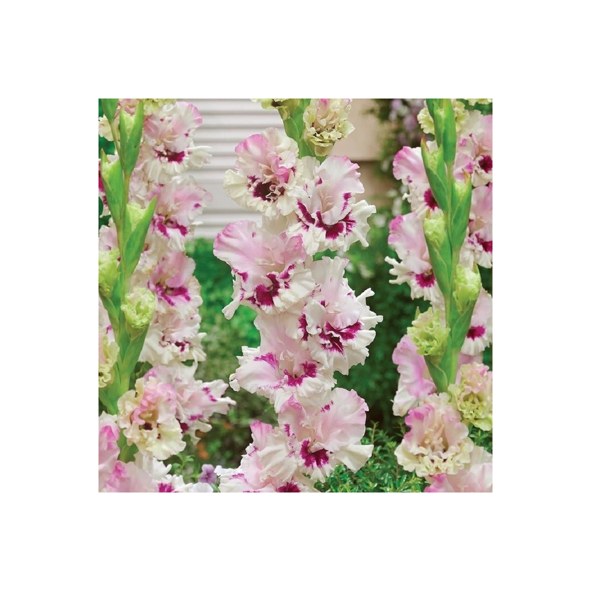 Gladiol Dreamy Creamy - Gladiolus - hlízy mečíku - 3 ks