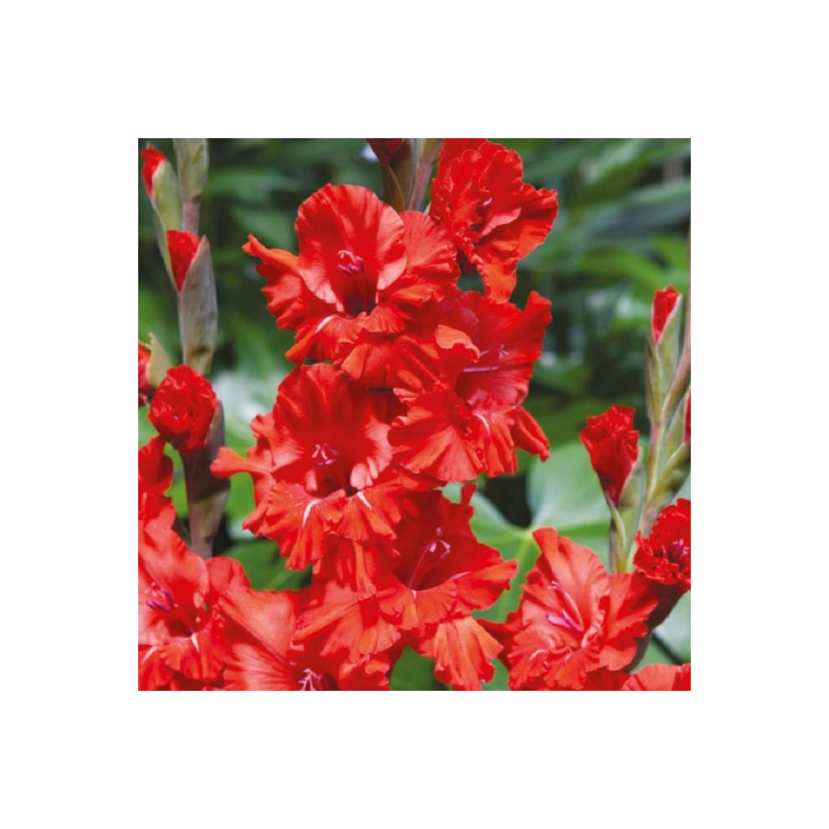 Gladiol Fire Ruffle  - Gladiolus - hlízy mečíku - 3 ks