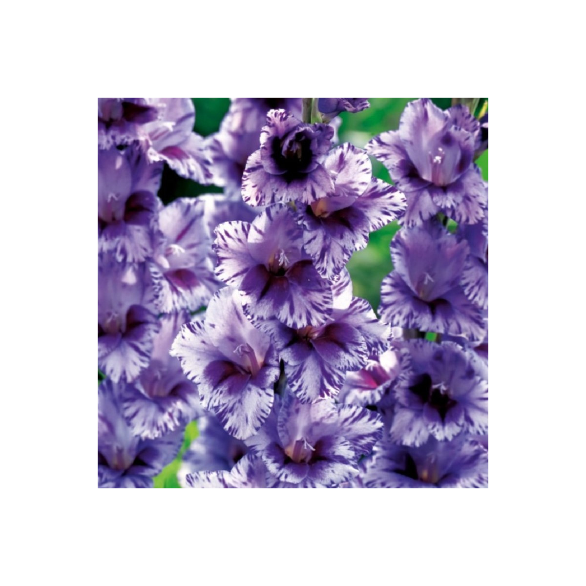 Gladiol Passos - Gladiolus - hlízy mečíku - 3 ks