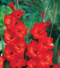 Gladiol Mascagni - Gladiolus - hlízy mečíku - 3 ks