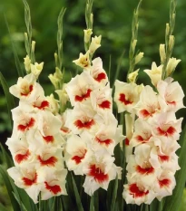 Gladiol Ajax - Gladiolus - hlízy mečíku - 3 ks