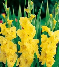 Gladiol Yellow Frans - Gladiolus - hlízy mečíku - 3 ks