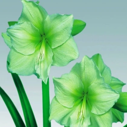 Hvězdník Limona - Hippeastrum - cibule hvězdníku - 1 ks