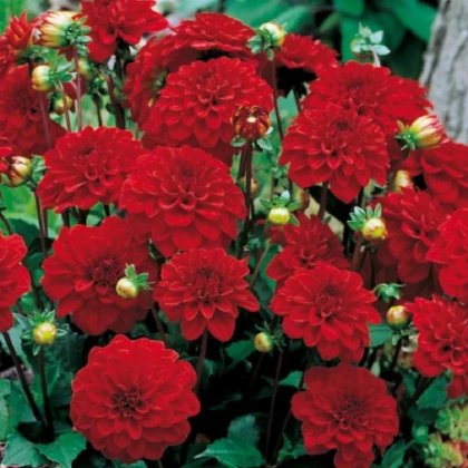 Jiřinka Singer - Dahlia - hlízy jiřinky - 1 ks