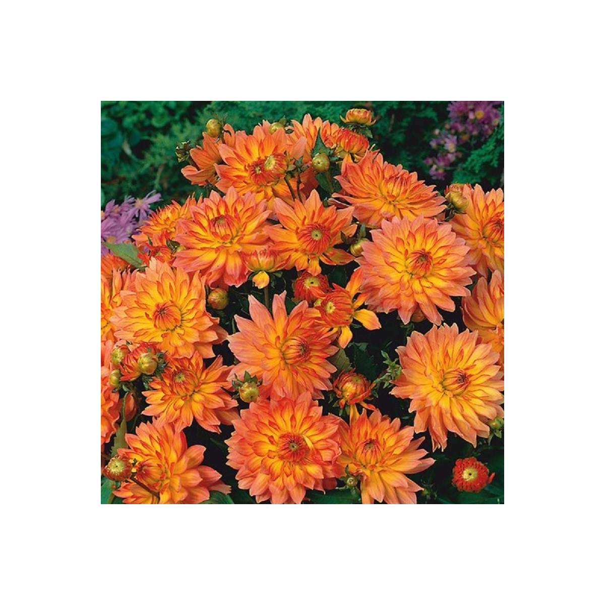 Jiřinka Pablo - Dahlia - hlízy jiřinky - 1 ks