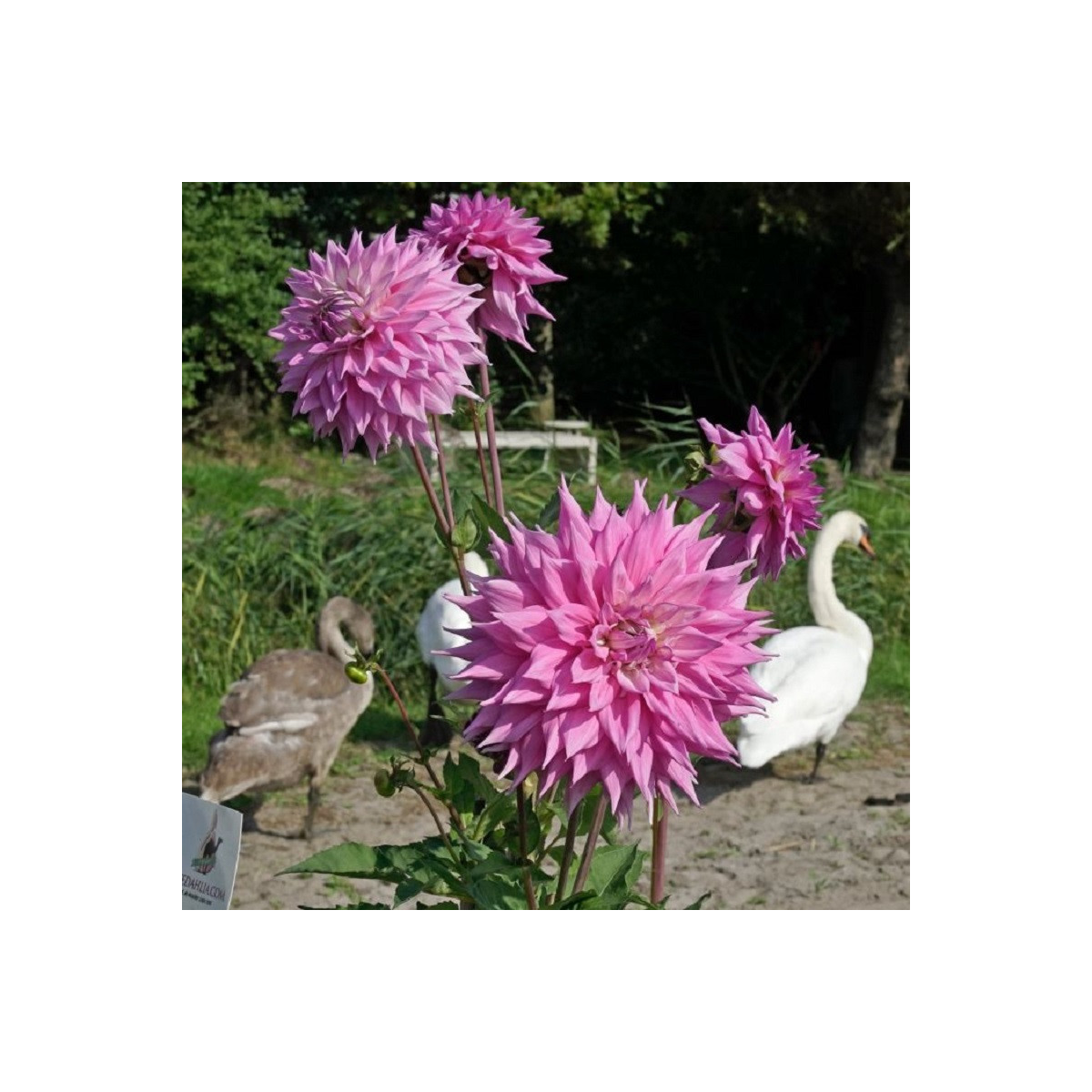 Jiřinka Sir Alf Ramsey - Dahlia - hlízy jiřinky - 1 ks