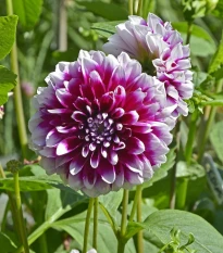 Jiřinka Edinburgh - Dahlia - hlízy jiřinky - 1 ks