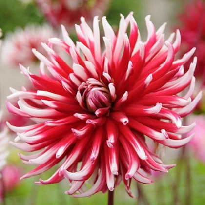 Jiřinka Frigoulet - Dahlia - hlízy jiřinky - 1 ks