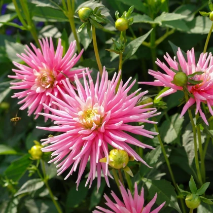 Jiřinka Park Princess - Dahlia - hlízy jiřinky - 1 ks