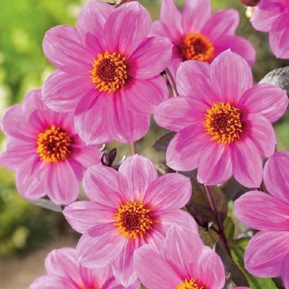 Jiřinka Mignon růžová - Dahlia - hlízy jiřinky - 1 ks