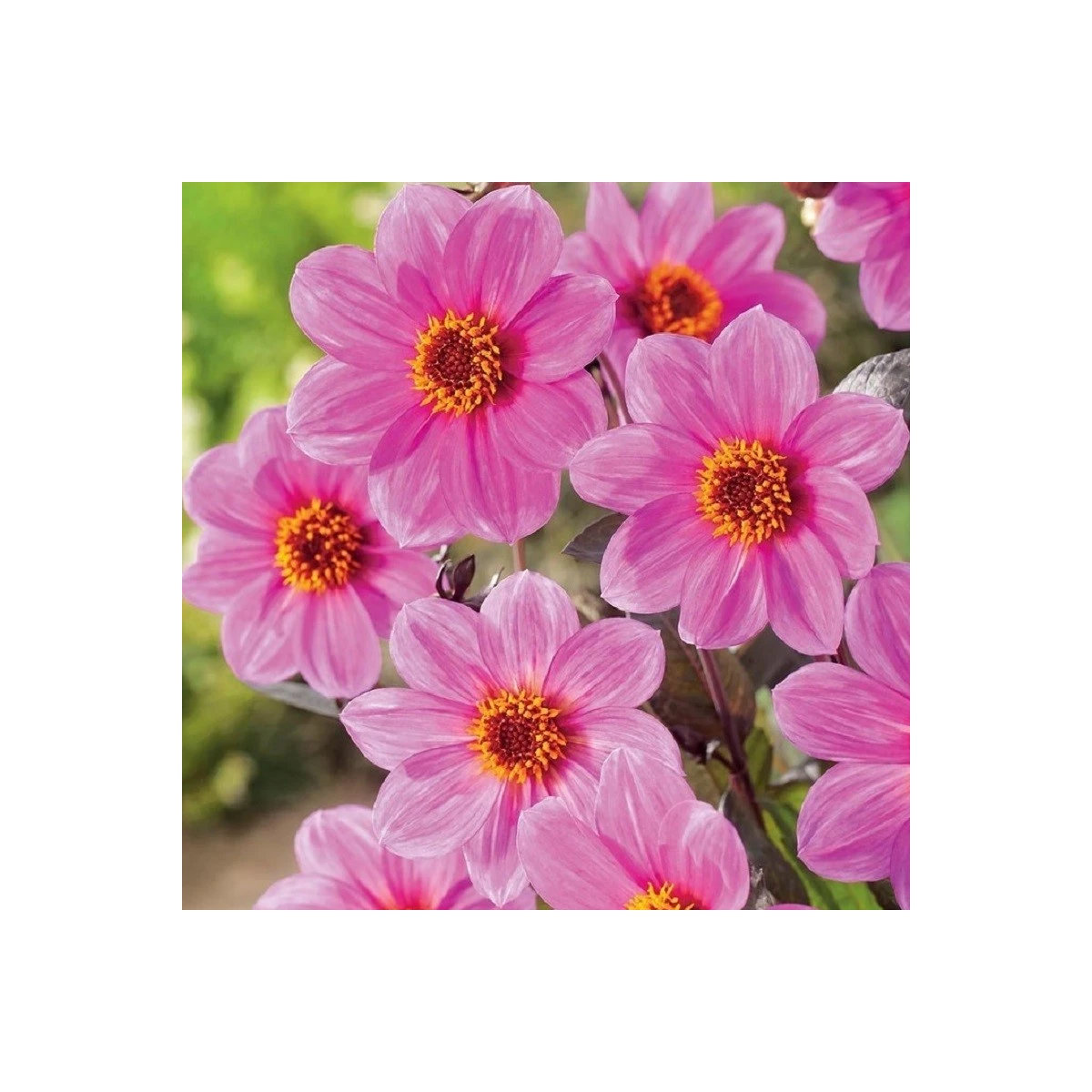 Jiřinka Mignon růžová - Dahlia - hlízy jiřinky - 1 ks