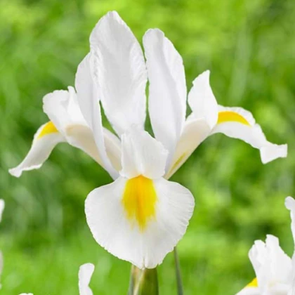 Kosatec White Excelsior - Iris hollandica - cibulky kosatce - 3 ks