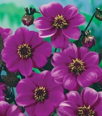 Jiřinka Mignon fialová - Dahlia - hlízy jiřinky - 1 ks