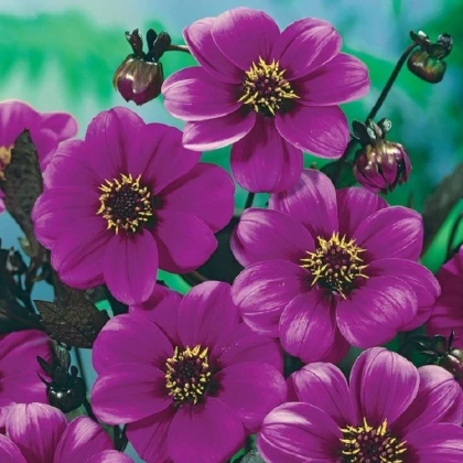 Jiřinka Mignon fialová - Dahlia - hlízy jiřinky - 1 ks