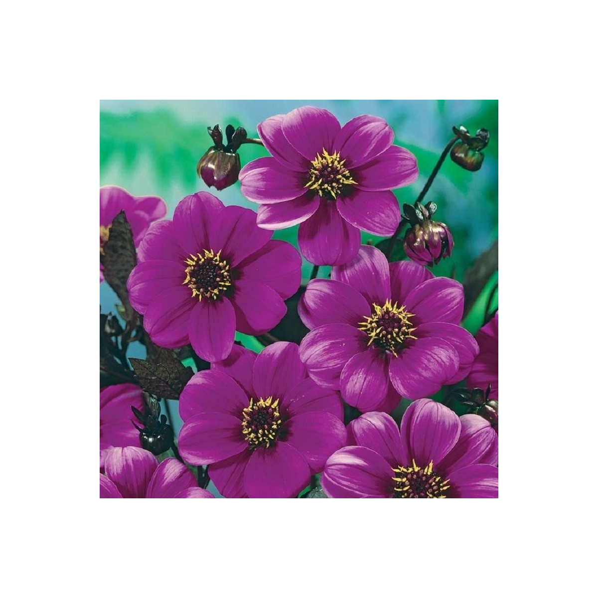 Jiřinka Mignon fialová - Dahlia - hlízy jiřinky - 1 ks