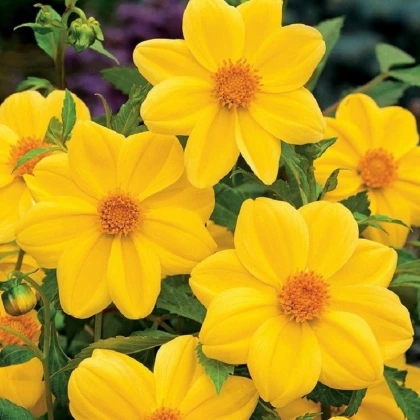 Jiřinka Mignon žlutá - Dahlia - hlízy jiřinky - 1 ks