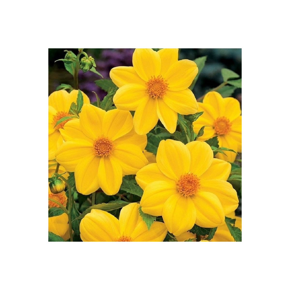 Jiřinka Mignon žlutá - Dahlia - hlízy jiřinky - 1 ks