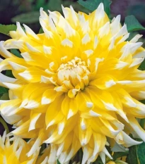 Jiřinka Grand Prix - Dahlia - hlízy jiřinky - 1 ks