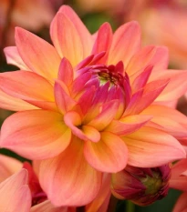 Jiřinka Melody Dora - Dahlia - hlízy jiřinky - 1 ks