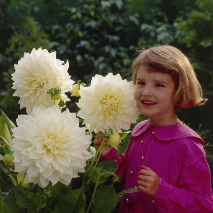 Jiřinka White Perfection - Dahlia - cibule jiřinek - 1 ks