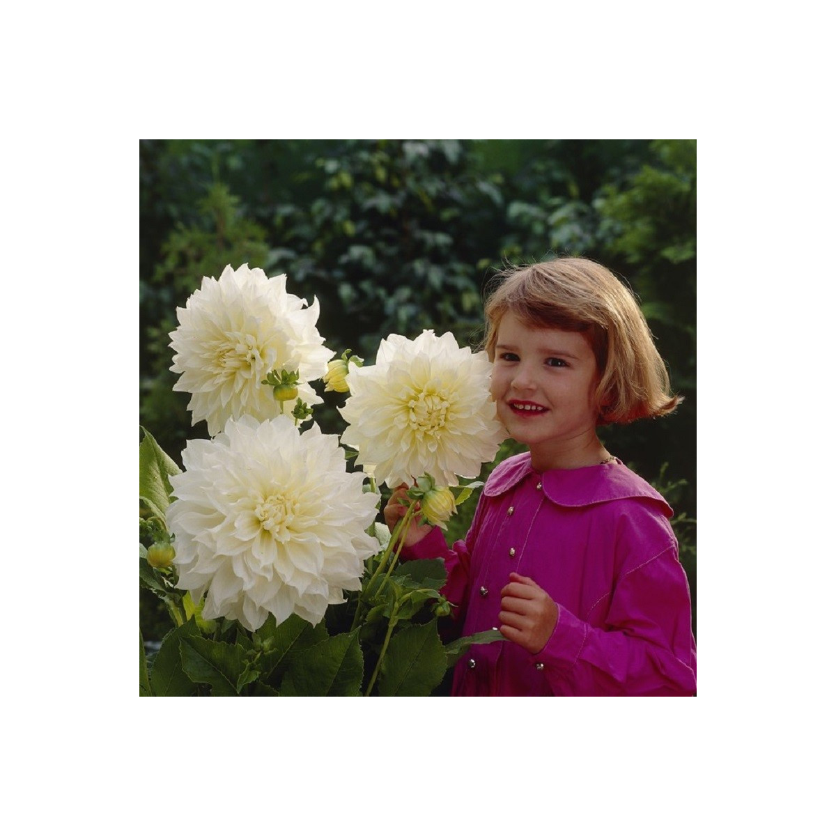 Jiřinka White Perfection - Dahlia - cibule jiřinek - 1 ks