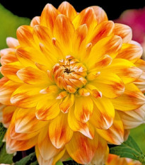 Jiřinka Peaches and Cream - Dahlia - hlízy jiřinky - 1 ks