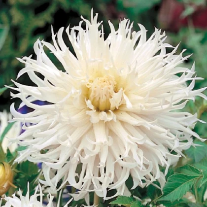 Jiřinka Tsuki Yori No Shisha - Dahlia - hlízy jiřinky - 1 ks