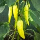 Paprika Sweet Banana - Capsicum annuum - semena papriky - 7 ks