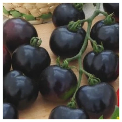 Rajče tyčkové černé Blackball - Solanum lycopersicum - semena rajčete - 20 ks