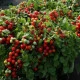 Rajče keříčkové balkónové Tomfall - Solanum lycopersicum - semena rajčete - 20 ks