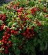 Rajče keříčkové balkónové Tomfall - Solanum lycopersicum - semena rajčete - 20 ks