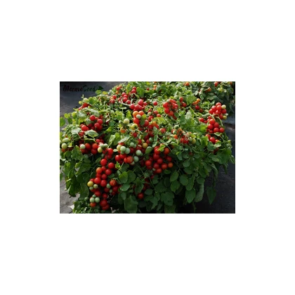 Rajče keříčkové balkónové Tomfall - Solanum lycopersicum - semena rajčete - 20 ks