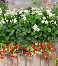 Jahodník Summer Breeze Snow F1 - Fragaria ananassa - semena jahodníku - 10 ks