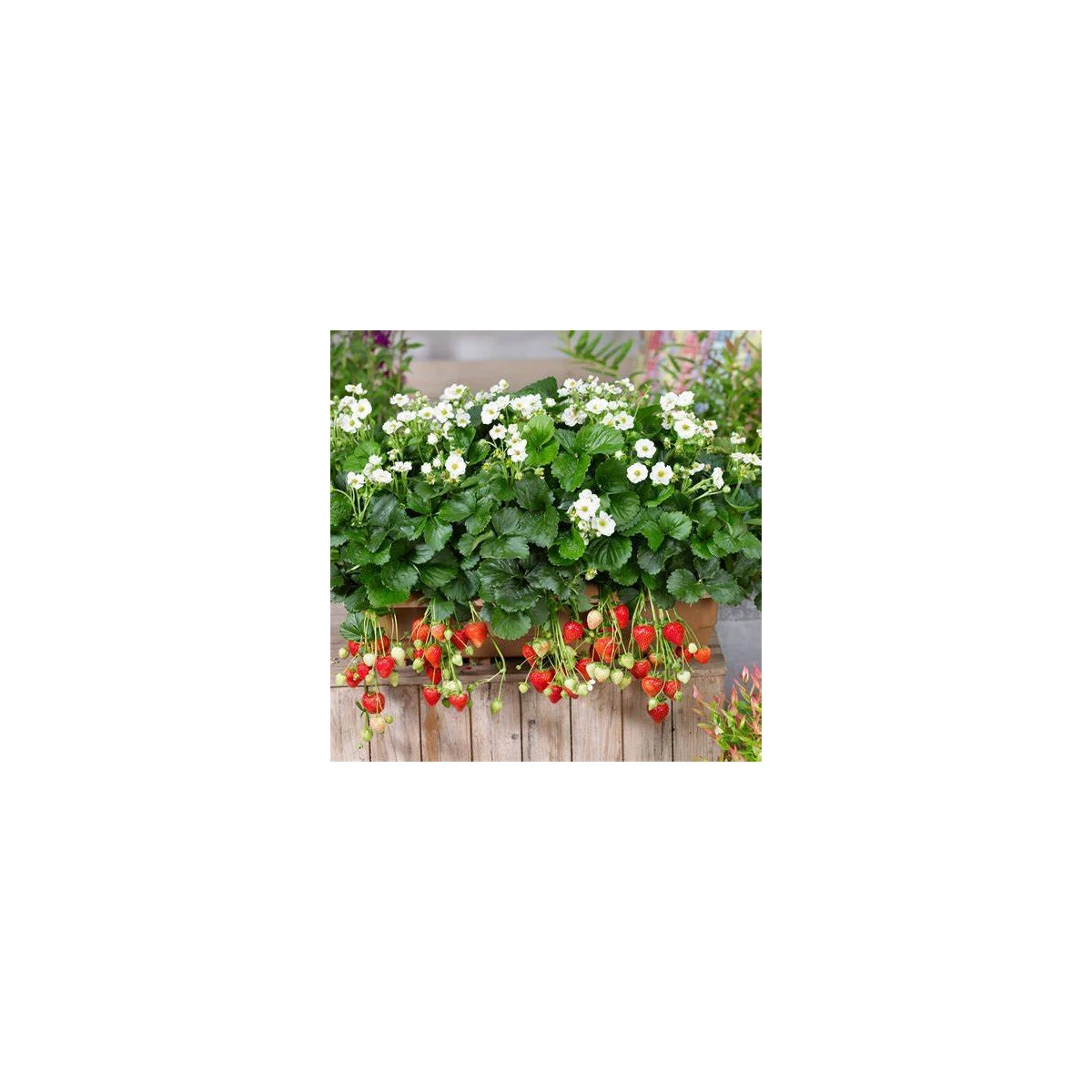 Jahodník Summer Breeze Snow F1 - Fragaria ananassa - semena jahodníku - 10 ks