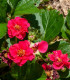 Jahodník Summer Breeze Rose F1 - Fragaria vesca - semena jahodníku - 10 ks