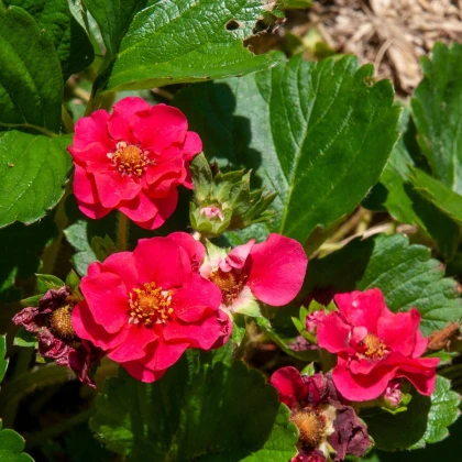Jahodník Summer Breeze Rose F1 - Fragaria ananassa - semena jahodníku - 10 ks