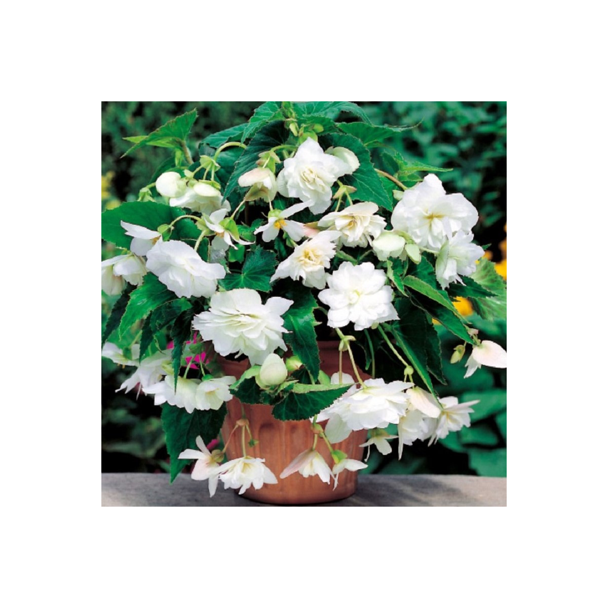 Begonie bílá - Begonia pendula - hlízy begonie - 2 ks