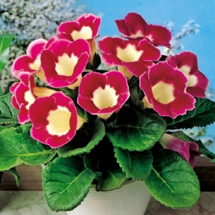 Gloxiníe Blanche de Meru - Sinningia - hlízy gloxínie - 1 ks