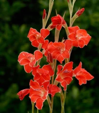 Gladiol Atom - Gladiolus nanus - hlízy mečíku - 3 ks