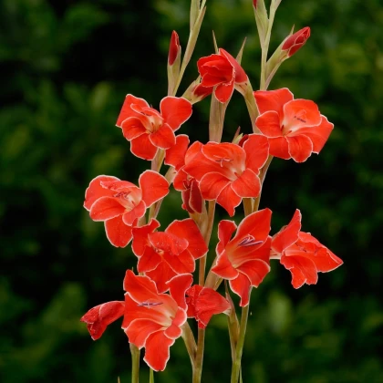 Gladiol Atom - Gladiolus nanus - hlízy mečíku - 3 ks