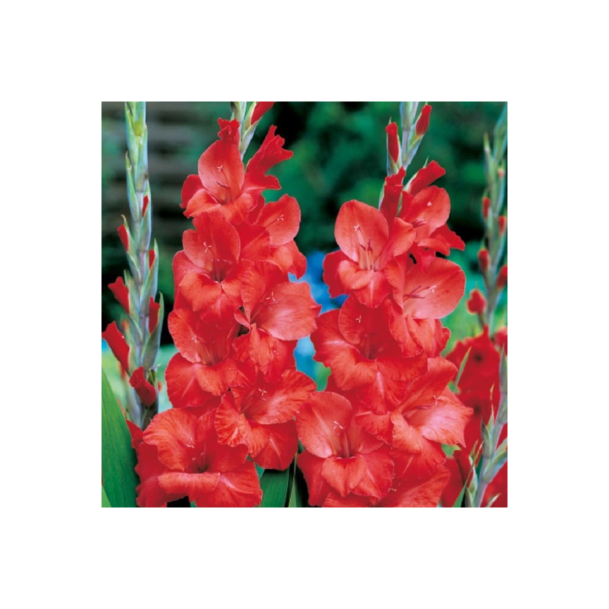 Gladiol Hunting song červený - Gladiolus - hlízy mečíku - 3 ks